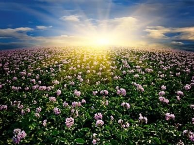 Os aminoácidos agem diretamente na planta e são incorporados  com economia de energia - Créditos Shutterstock