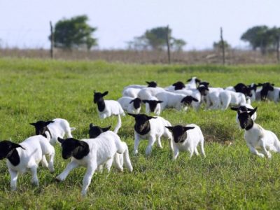 Ovinos - Crédito Arco Divulgação