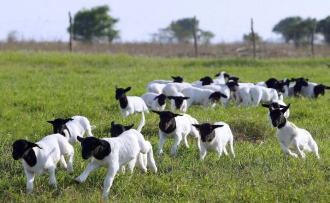 Ovinos - Crédito Arco Divulgação