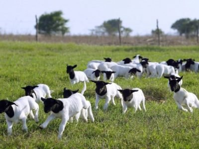 Ovinos - Crédito Arco Divulgação