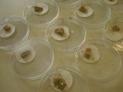 além de contribuir para o conhecimento das interações artrópodes-plantas, o estudo dos aleloquímicos constitui uma abordagem contemporânea para a seleção de novos (bio)pesticidas que preencham os requisitos de eficácia, segurança e seletividade.