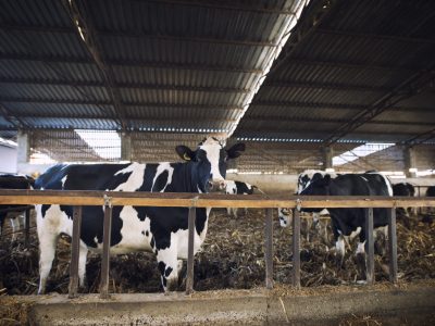 PEARSON-Uso-estrategico-de-antibioticos-reduz-prejuizos-de-mastite-e-pneumonias-na-pecuaria-leiteira-Foto-Freepik