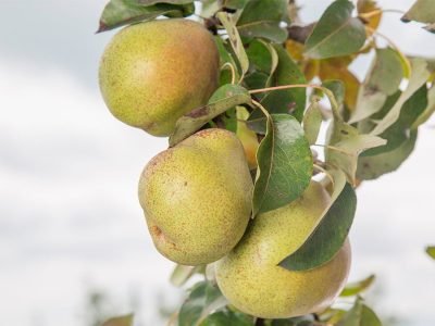 Pera - Crédito: shutterstock