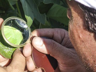 Análise - Crédito: Shutterstock