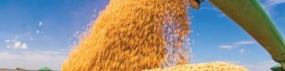 Soybean Harvest, Selected Soybean Seed, High Productivity