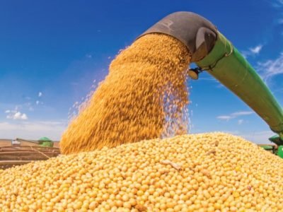 Soybean Harvest, Selected Soybean Seed, High Productivity