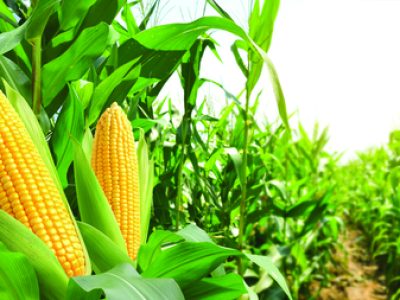Corn cobs in corn plantation field.