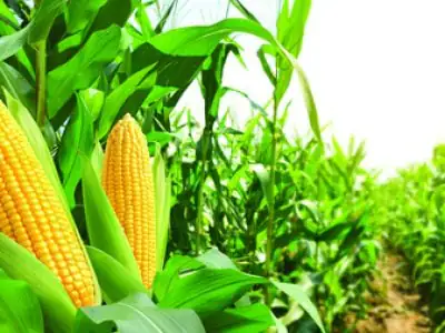 Corn cobs in corn plantation field.