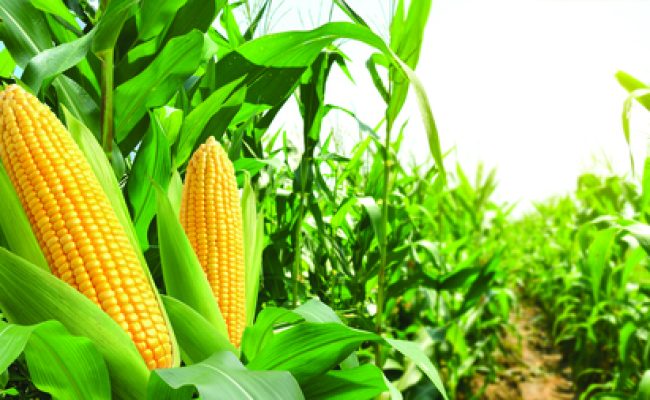 Corn cobs in corn plantation field.