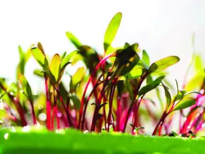 Red beetroot, fresh sprouts and young leaves front view . Vegetable, herb and microgreen. Also beet, table, garden or red beet. Macro photo with water drops.
