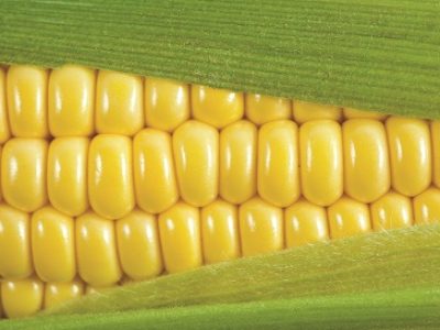 corn cob