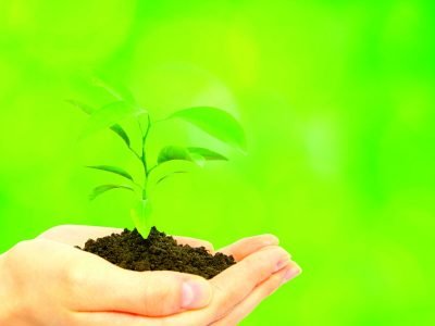 Eucalipto: Produção de mudas segue critérios