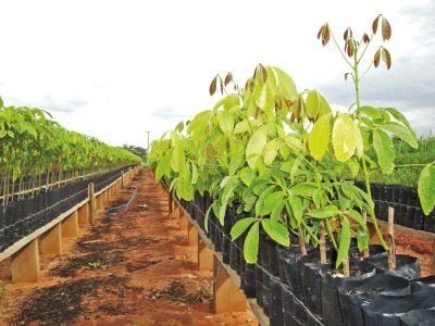 Uso de clones é o diferencial no sucesso da heveicultura?