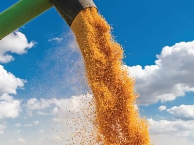 Grain,Auger,Of,Combine,Pouring,Corn,Into,Tractor,Trailer
