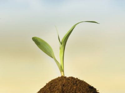 Single young sprout of corn on soil pile