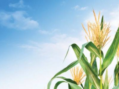 Corn field in clear day, corn tree with blue cloudy Sky