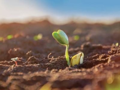 Close-up tender first sprouts of soybean in the open field. Agricultural plants. The soybean plant stretches towards the sun.