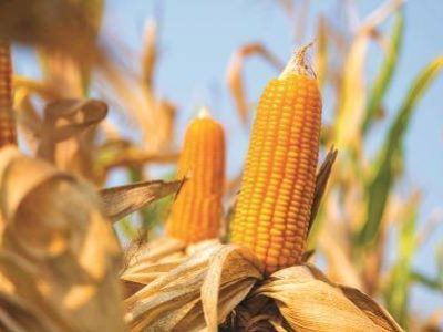 close-up yellow ripe corn on stalks for harvest in agricultural cultivated field, fodder industry