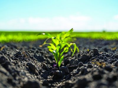 Close up seeding maize plant, Green young corn maize plants growing from the soil. Agricultural scene with corn's sprouts in earth closeup.