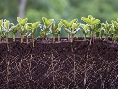 Fresh green soybean plants with roots