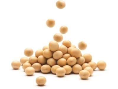 Soybean falling on a pile of soybeans isolated on white background