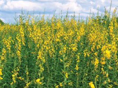 Yellow flower fields of Sunn hemp or Crotalaria juncea is a tropical Asian plant, commonly grown as green manure.