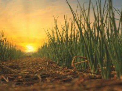 onion is grown in agriculture garden at sunset background on Thailand farm