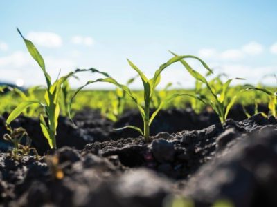 Fresh green sprouts of maize in spring on the field, soft focus. Growing young green corn seedling sprouts in cultivated agricultural farm field. Agricultural scene with corn's sprouts in soil.