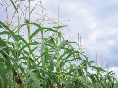 PG-09-a-11-Foto-03-Telefone