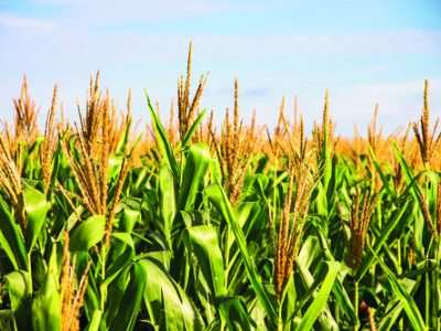 Corn Plantation Food