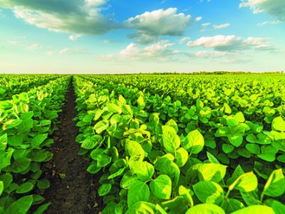 Green ripening soybean field, agricultural landscape