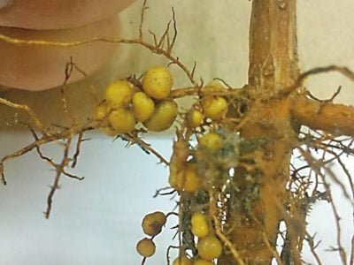 Fixação de nitrogênio e aumento da fertilidade do solo