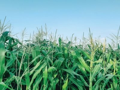 Crédito: Shutterstock