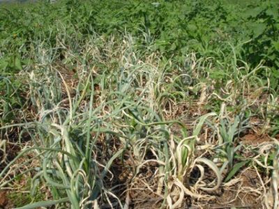 PG-10-a-11-Foto-02-Telefone