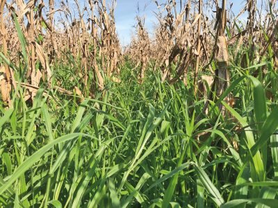 Cobertura com capim braquiária aumenta a produção de soja e milho?