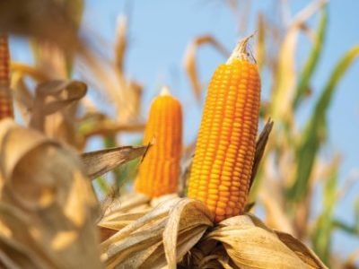 close-up yellow ripe corn on stalks for harvest in agricultural cultivated field, fodder industry