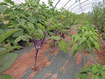 Berinjela em florescimento