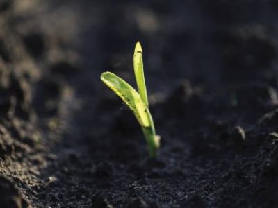 Fresh green sprouts of maize in spring on the field, soft focus. Corn as a biofuel, agricultural plants for alternative green energy. Agricultural scene with corn's sprouts in earth closeup.