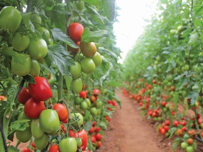 PG 12 a 13 - Foto 01 (Médio)