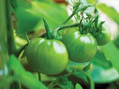 Green Tomatoes, Tomato plant and leaves. Fresh green tomato