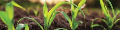 Corn grown on farmer's farms is growing. There is a mild sunlight in the evening.