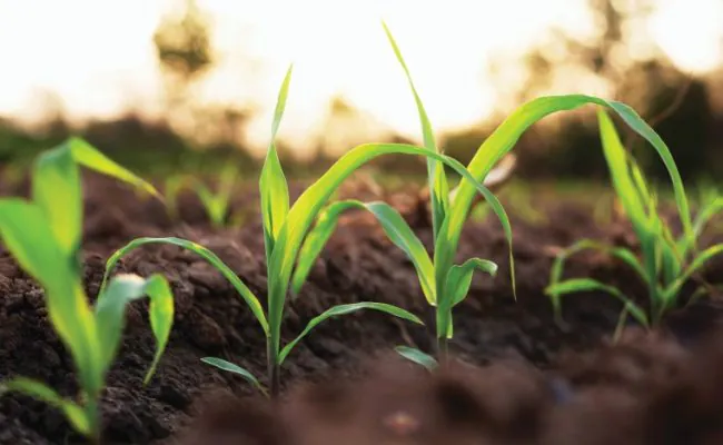 Corn grown on farmer's farms is growing. There is a mild sunlight in the evening.