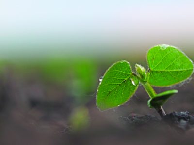 Green Sprout Soy Growing in Fertile Soil. Agriculture Concept. Agricultural Business. New Life Young Small Sprout Soy Bean. Soybean Field on a Farm in the Sunset Light.