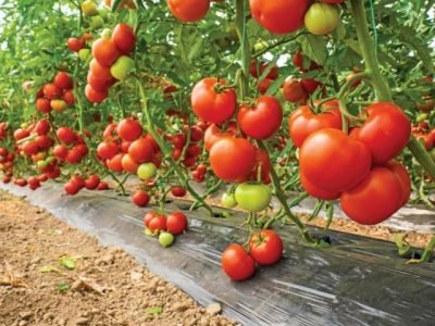 A closeup shot of a series of tomatoes on a tree in a greenhouse