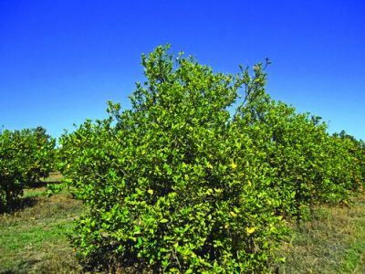 PG-129-a-130-Foto-01