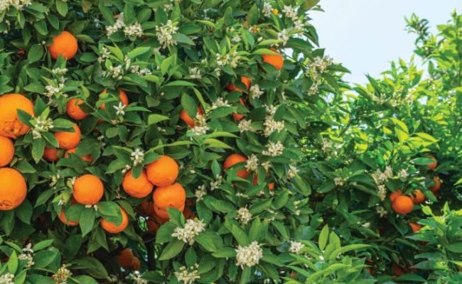 Ripe orange fruits and blooming orange tree close up.
