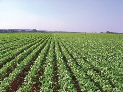 Nematoides causam redução de 70% na produtividade da soja?