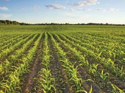 Predadores naturais no controle biológico de pragas agrícolas