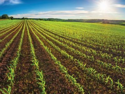 Agriculture shot: rows of young corn plants growing on a vast field with dark fertile soil leading to the horizon