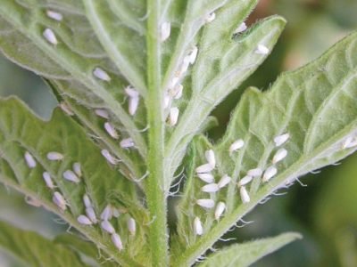 PG 15 a 17 - Foto 01 (Pequeno)